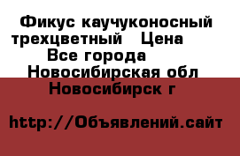 Фикус каучуконосный трехцветный › Цена ­ 500 - Все города  »    . Новосибирская обл.,Новосибирск г.